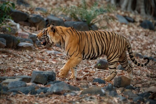Nallamalla Forest : ప్రకాశం జిల్లాలో పెద్దపులి కలకలం: గ్రామస్తుల ఉక్కిరిబిక్కిరి