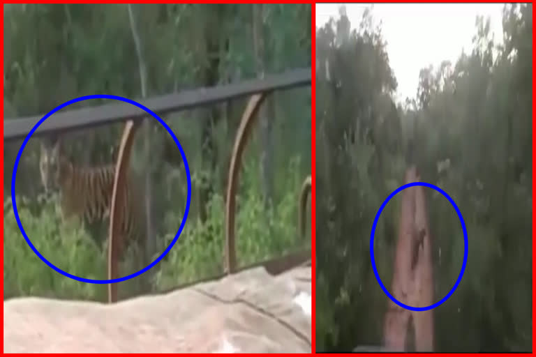 Nallamalla Forest : ప్రకాశం జిల్లాలో పెద్దపులి కలకలం: గ్రామస్తుల ఉక్కిరిబిక్కిరి