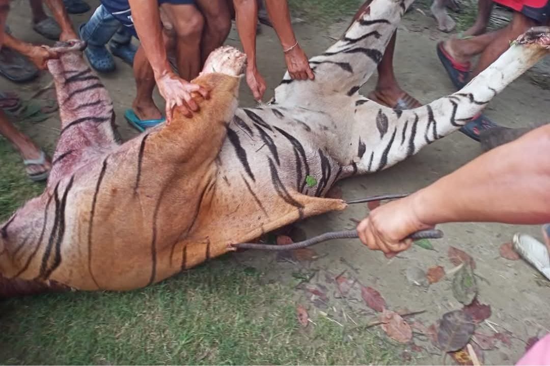 Tiger Killing : పులిని చంపేసిన గ్రామస్థులు ఎందుకంటే?