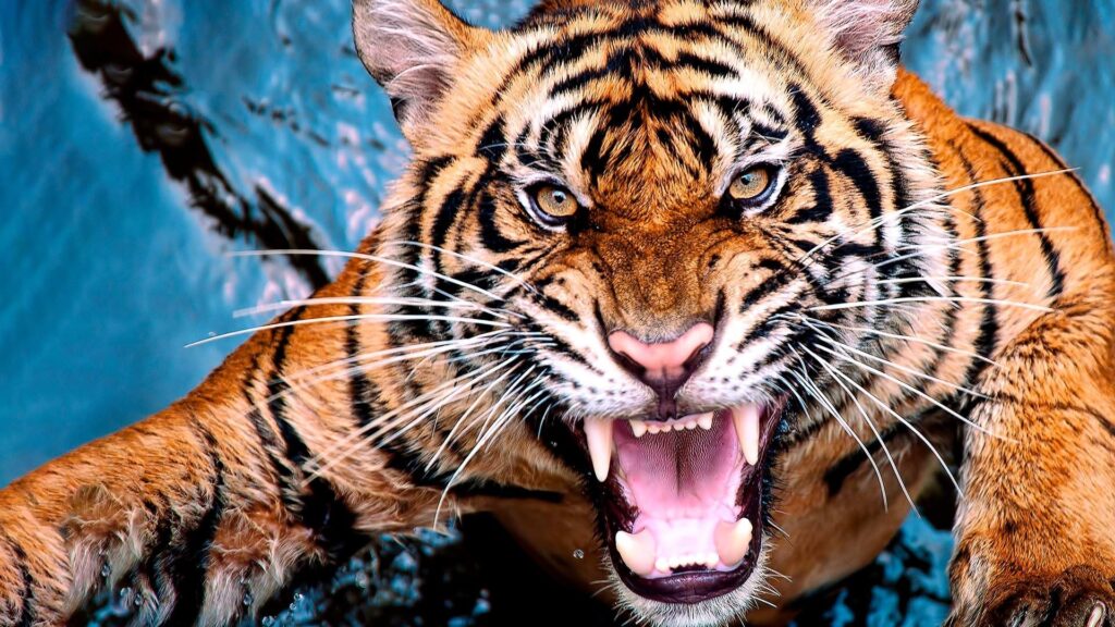 Tiger Kingdom : భారత పర్యాటకుడిపై పులి దాడి..