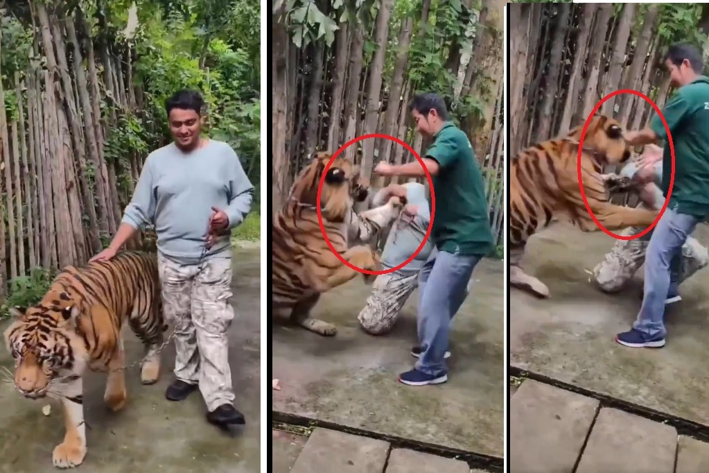 Tiger Kingdom : భారత పర్యాటకుడిపై పులి దాడి..