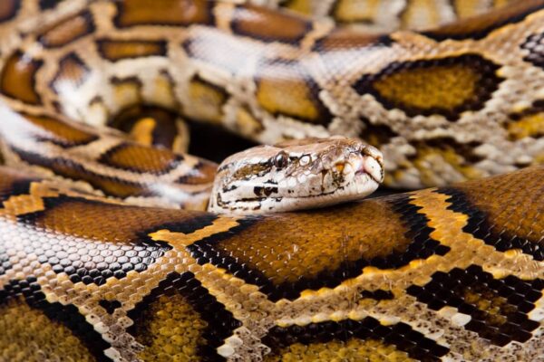 snake : పరుపులోకి దూరిన కొండచిలువ snake : పరుపులోకి దూరిన కొండచిలువ