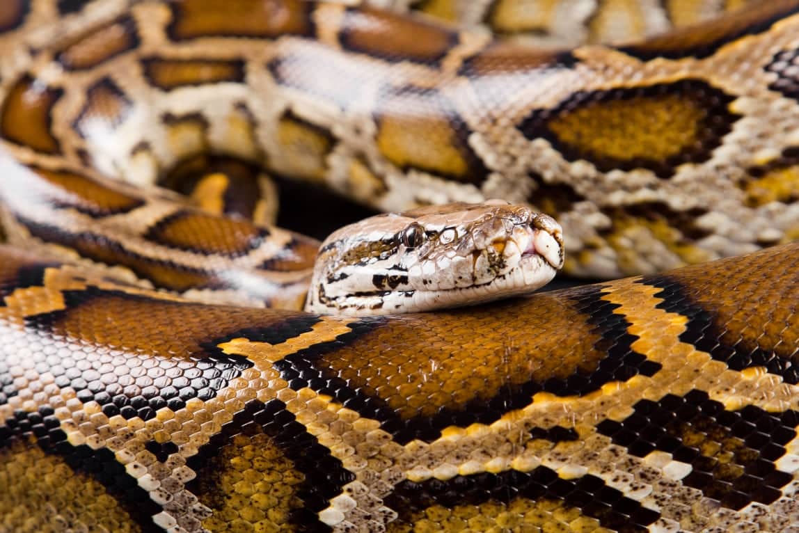 snake : పరుపులోకి దూరిన కొండచిలువ