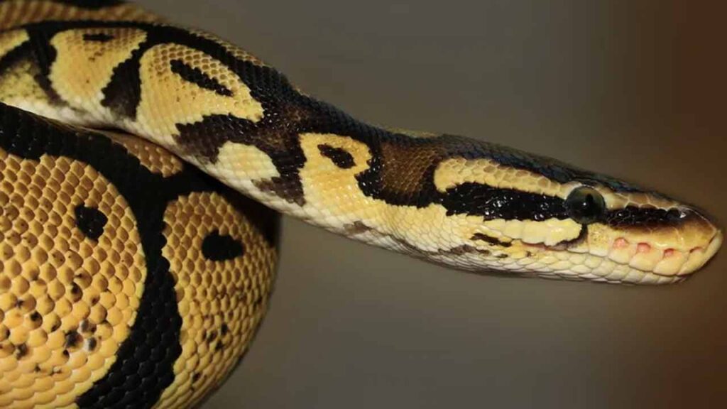 snake : పరుపులోకి దూరిన కొండచిలువ