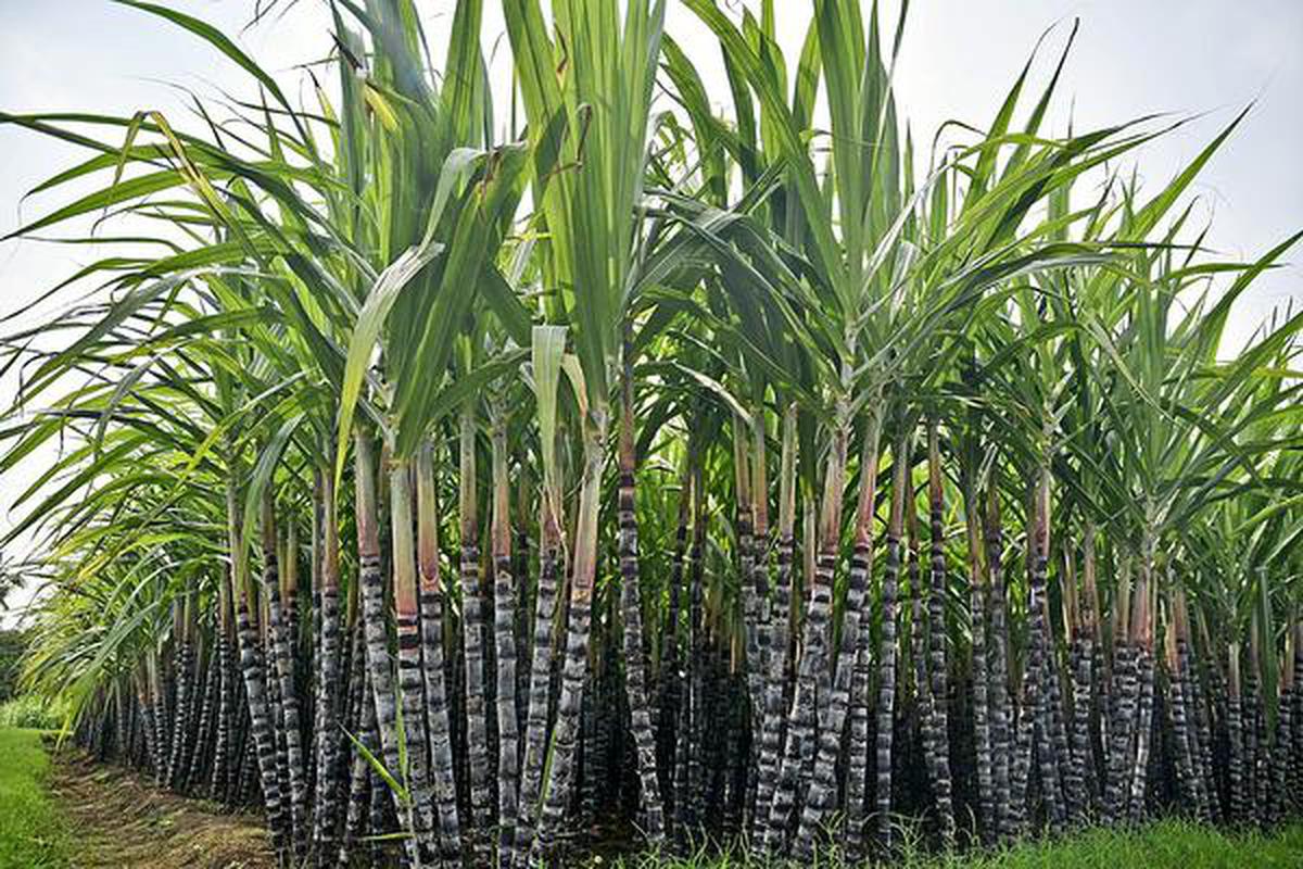 Revelations Biotech : నిజామాబాద్‌లో ప్రపంచంలోనే అతిపెద్ద ఎఫ్‌వోఎస్ ప్లాంట్