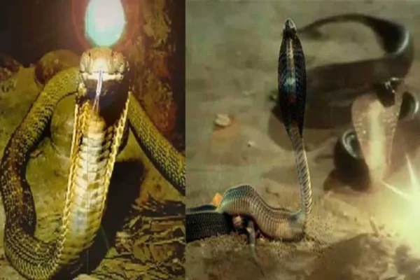 telugu news Nagamani Video : నాగుపాము తలలోంచి కిందపడ్డ రత్నం telugu news Nagamani Video : నాగుపాము తలలోంచి కిందపడ్డ రత్నం