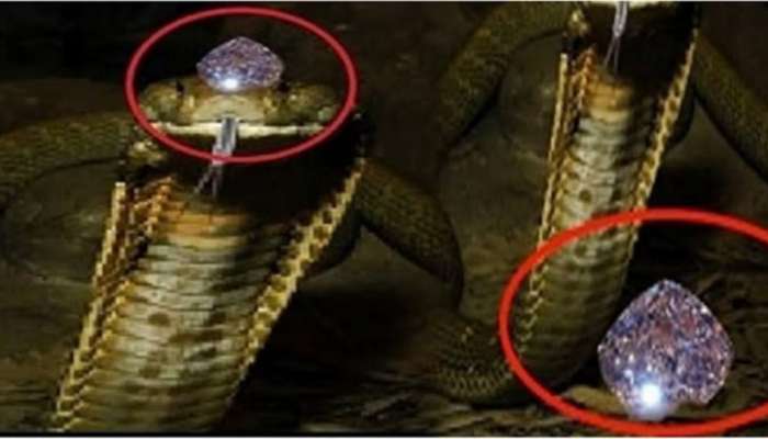 telugu news Nagamani Video : నాగుపాము తలలోంచి కిందపడ్డ రత్నం