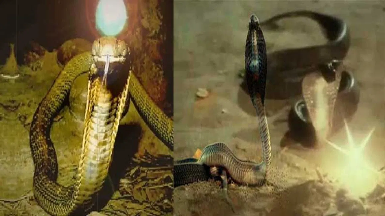 telugu news Nagamani Video : నాగుపాము తలలోంచి కిందపడ్డ రత్నం