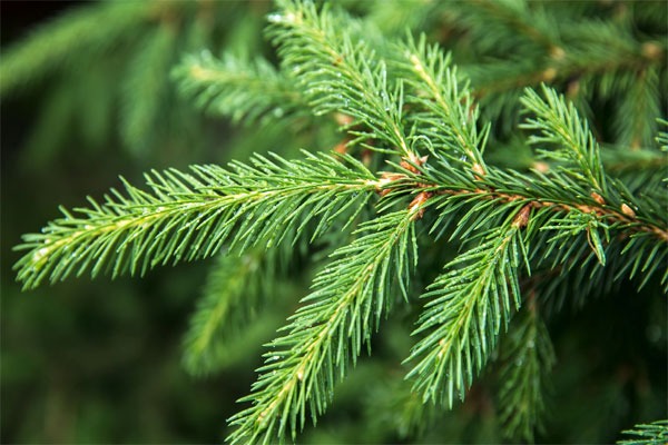 telugu news Spruce Trees : ఫిన్లాండ్‌ అడవుల్లో బంగారు చెట్లపై శాస్త్రవేత్తల పరిశోధన