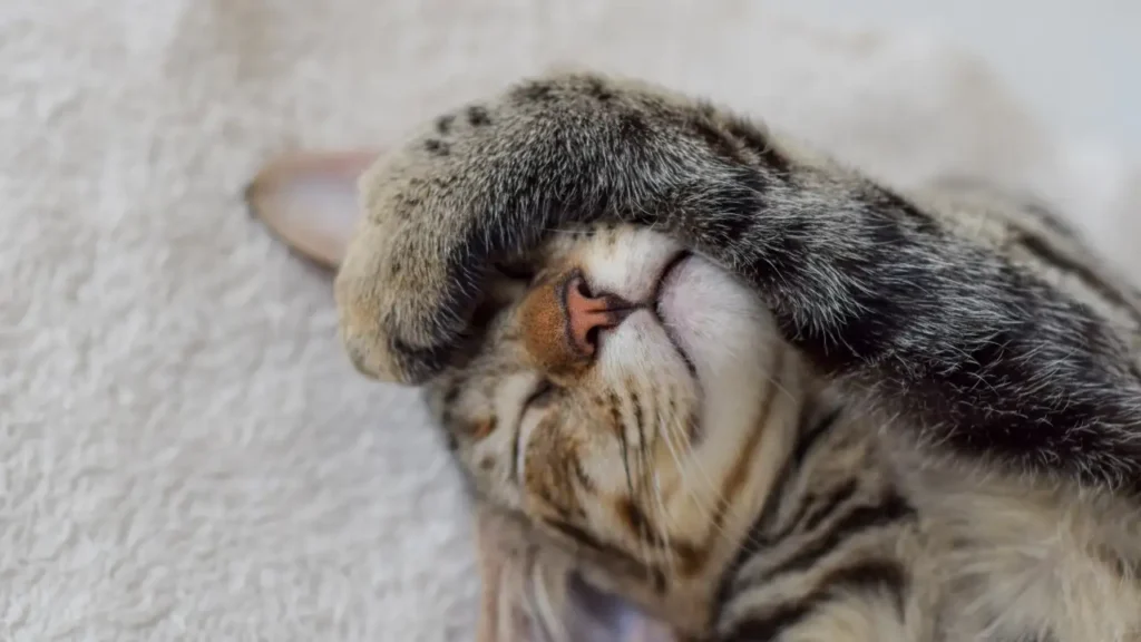 latest telugu news cat death : శాన్‌ఫ్రాన్సిస్కో నగరంలో ఓ పెంపుడు పిల్లి మరణం ఏమైందంటే ?