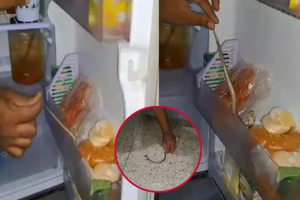 West Godavari - Fridge Shock