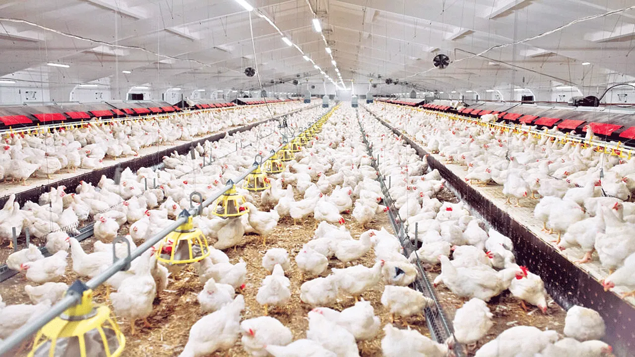 Annamayya District Bird Flu Alert