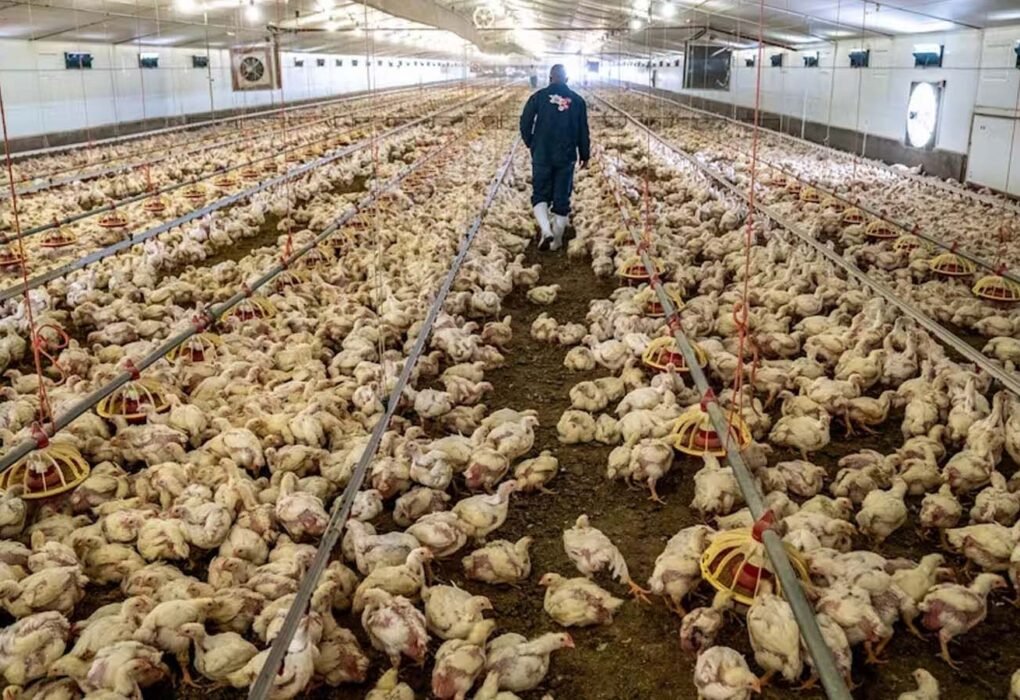 Chittoor Poultry Deaths