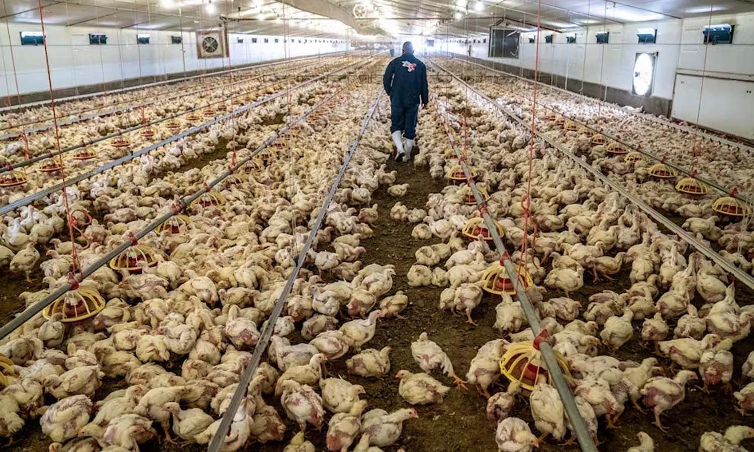 Chittoor Poultry Deaths