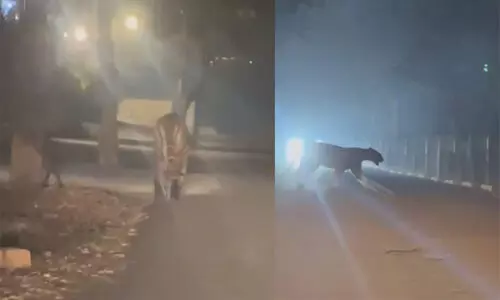 Rajamahendravaram Tiger