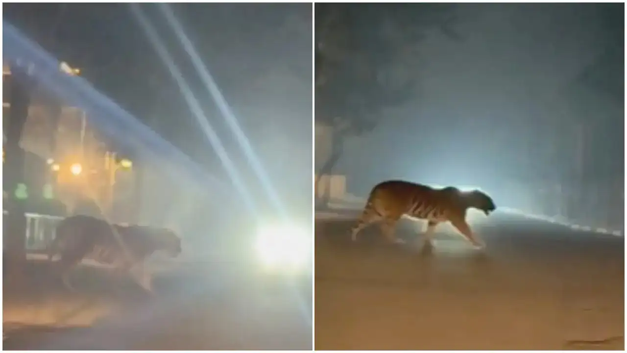 Rajamahendravaram Tiger